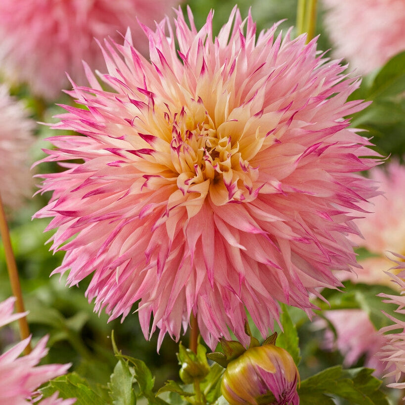 Dahlia Cactus Pinelands Princess 1-pakning